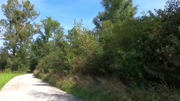風に緑の葉が吹く小川のそばの秋の木 — ストック動画