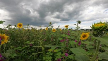 Yapraklı ağaçların yaprakları yemyeşil