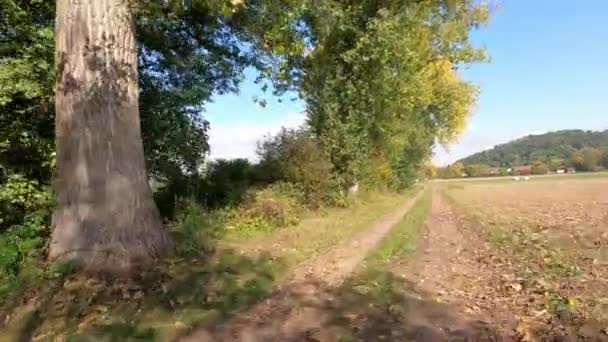 Jesienne Drzewa Nad Potokiem Zielonymi Liśćmi Wiejącymi Wietrze — Wideo stockowe