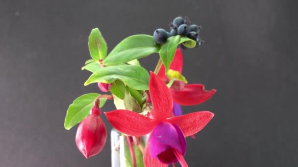 Fuchsias Wiesiołki — Wideo stockowe