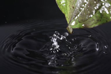 Yapraklı ağaçların yaprakları yemyeşil