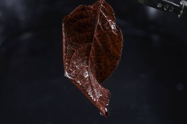 Yapraklı ağaçların yaprakları yemyeşil