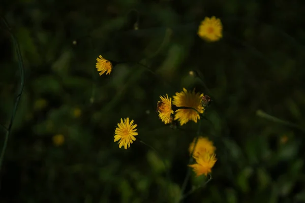 Fiore Fotografato Nel Giardino Locale Baviera — Foto Stock