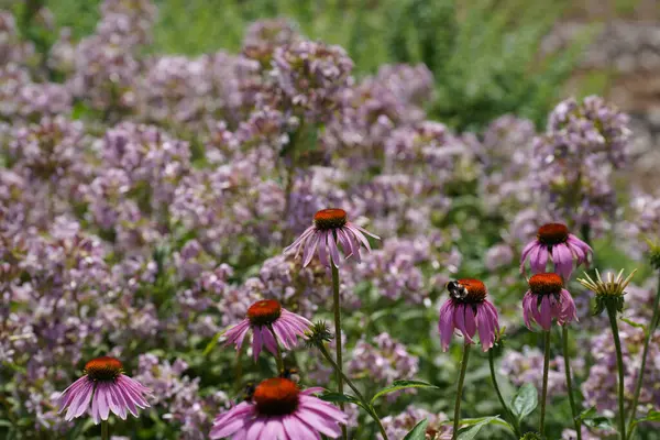 Meadow Lots Greenery Colorful Flowers — Stockfoto