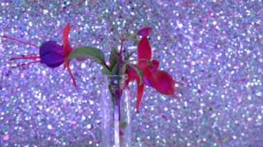 Fuchsias akşam çiçeğidir.
