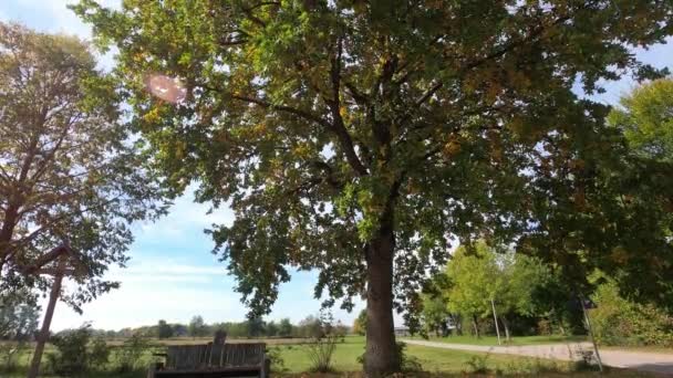 Feuilles de feuillus dans un vert luxuriant