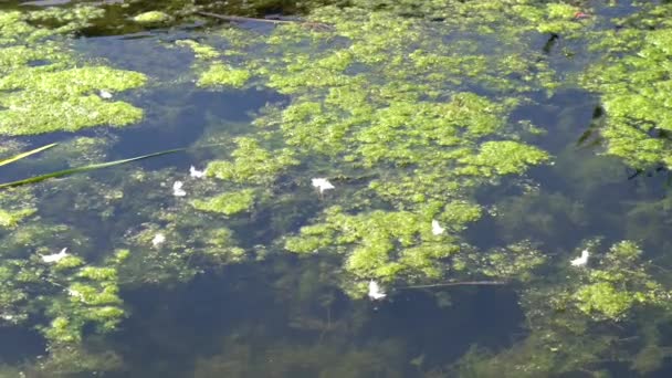 Tuna Nehri Eski Suları Regensburg Yakınlarındaki Bavyera Fotoğraflanmıştır — Stok video