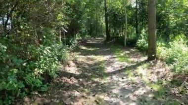 Yapraklı ağaçların yaprakları yemyeşil