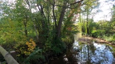 Rüzgarda savrulan yeşil yapraklı derenin yanındaki ağaçlar