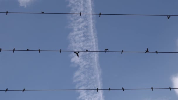 Κλιματική Κρίση Και Dieback Δάσος Έπληξε Δάση Στη Γερμανία Και — Αρχείο Βίντεο