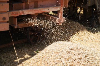 Eski ekipmanlarla tahıl hasat ve işleme