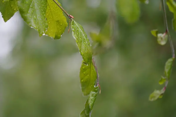 Листья Лиственных Деревьев Пышной Зелени — стоковое фото