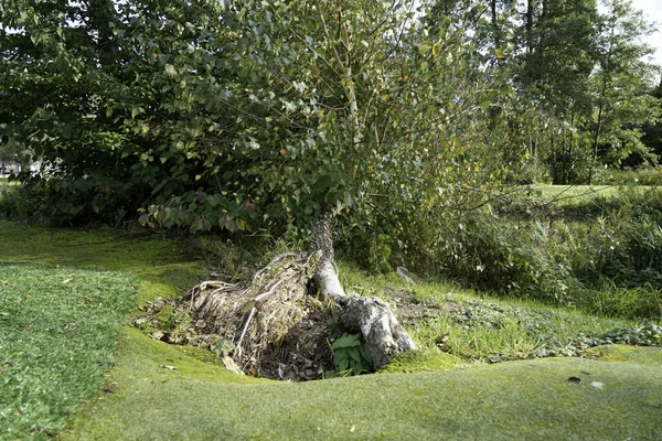 Park Voor Rust Met Weelderig Groen Banken Voor Rust — Stockfoto