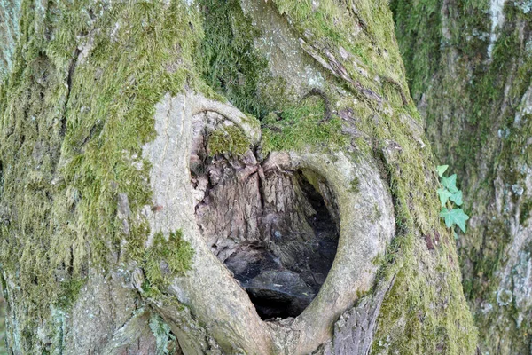 Parque Para Descanso Com Vegetação Exuberante Bancos Para Descanso — Fotografia de Stock