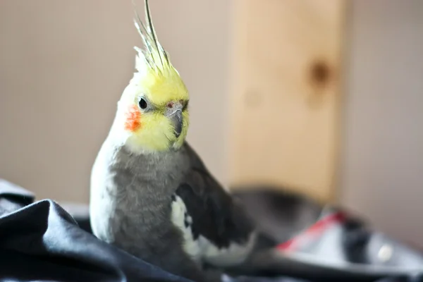 Cockatiel — Stock fotografie