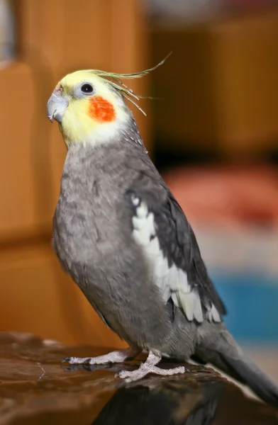Zvědavý papoušek kakadu — Stock fotografie