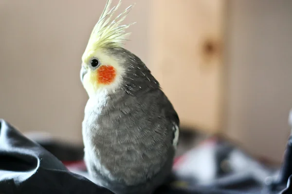 Cockatiel — стокове фото