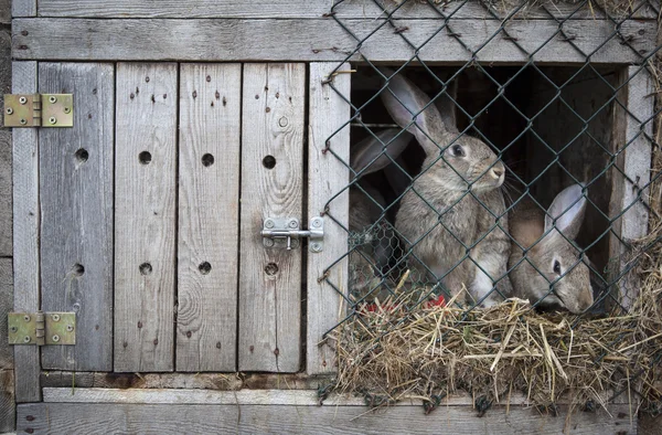 Kaniner i en kaninbur — Stockfoto