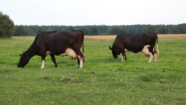 Vacas — Vídeos de Stock