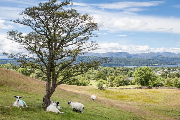 Lake district landschap — Stockfoto