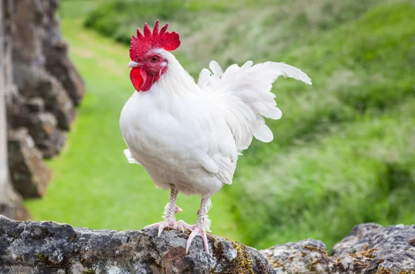 Gallo bianco Foto Stock