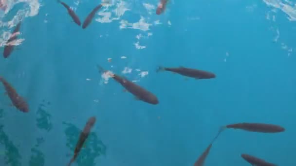 Fish in a lake — Stock Video