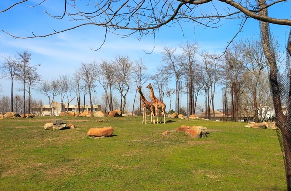 Giraffe — Stockfoto