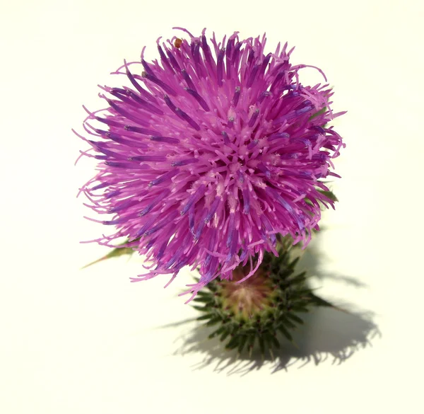 Thistle - Health from nature — Stock Photo, Image