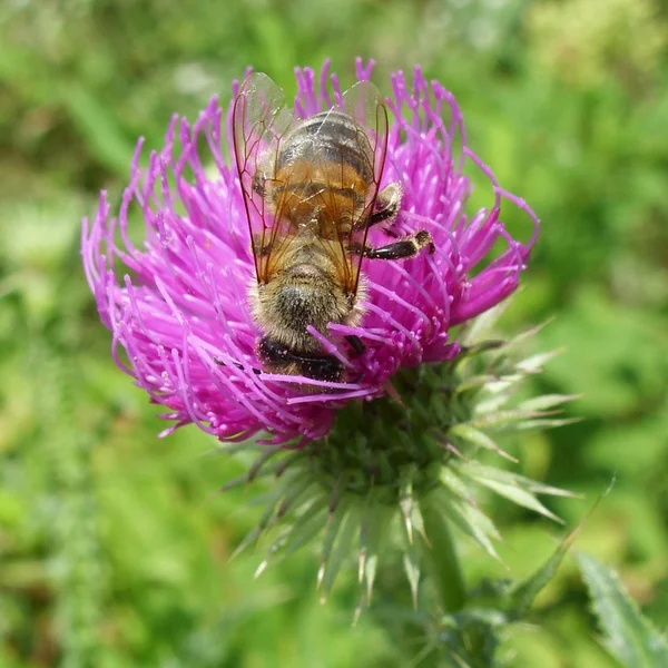 蜜蜂和蓟 — 图库照片