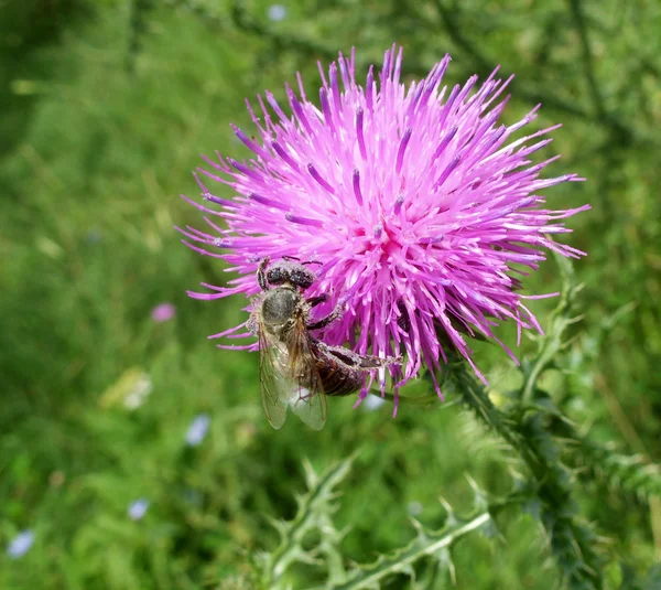Arı ve thistle — Stok fotoğraf