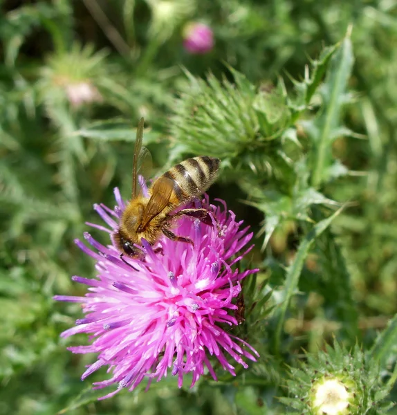 Abeille et chardon — Photo