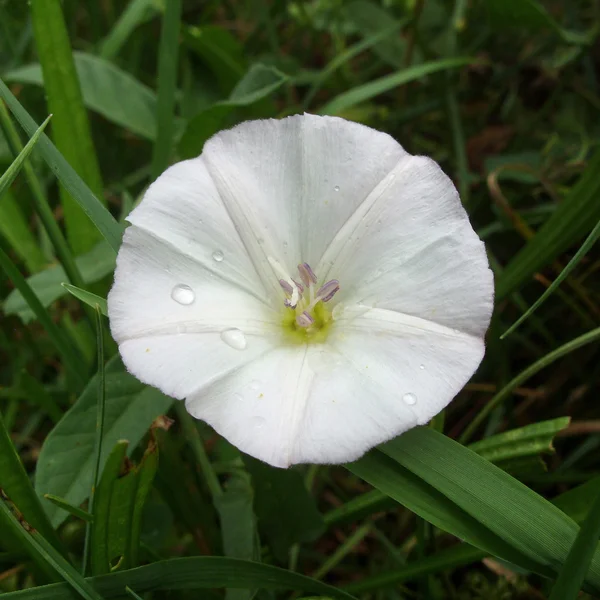 Альба Ipomoea — стокове фото