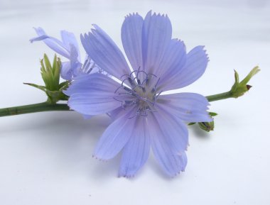 Cichorium