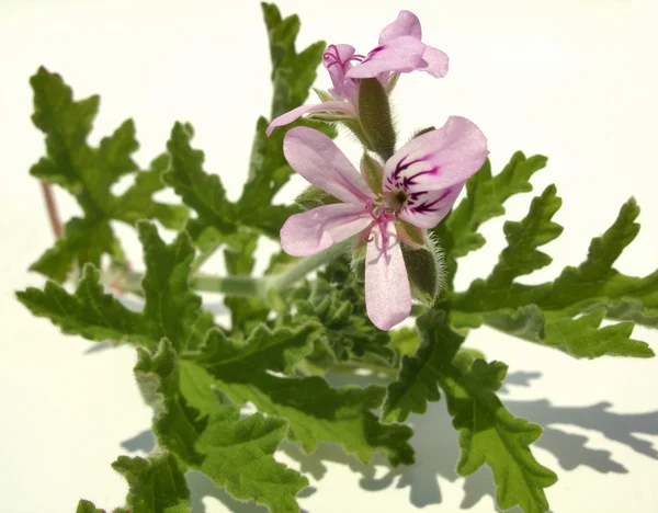 Pelargonium — Stock Photo, Image