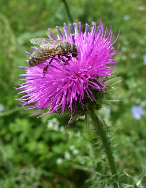 Arı ve thistle — Stok fotoğraf
