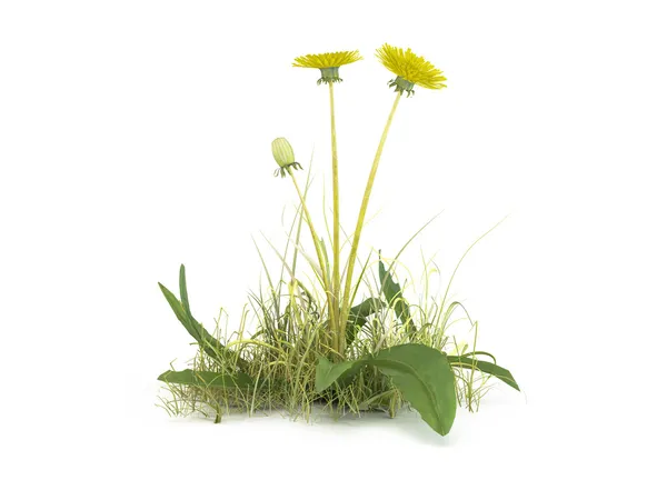 karahindiba çiçekler