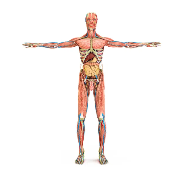 insan anatomisi ve kaslar