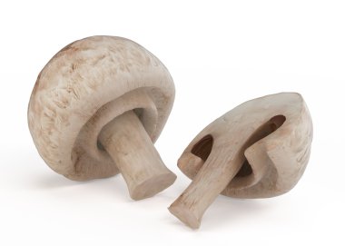 champignon mantarı