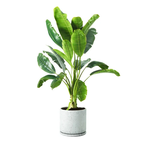 Planta Decorativa Plátano Jarrón Hormigón Aislado Sobre Fondo Blanco Representación Imagen de stock