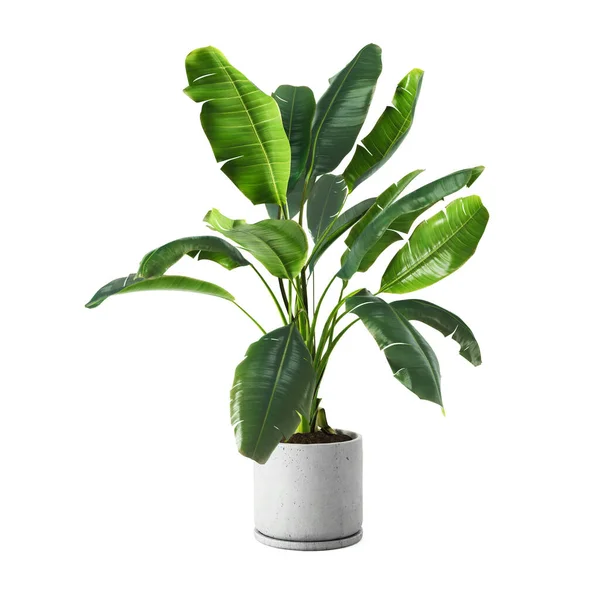 装饰香蕉植物在混凝土花瓶隔离的白色背景 3D渲染 免版税图库照片