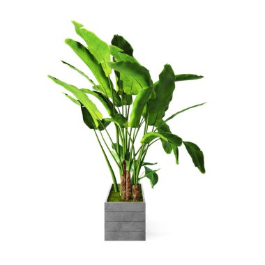 Beton vazodaki dekoratif muz bitkisi beyaz arka planda izole edilmiş. 3B Hazırlama, Resmetme.