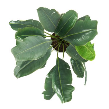 Beton vazo içerisindeki dekoratif muz bitkisi beyaz arka planda izole edilmiş. 3B Hazırlama, Resmetme.