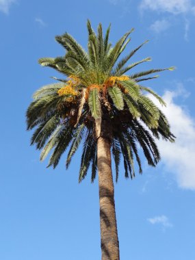 Tenerife palmiye ağacı