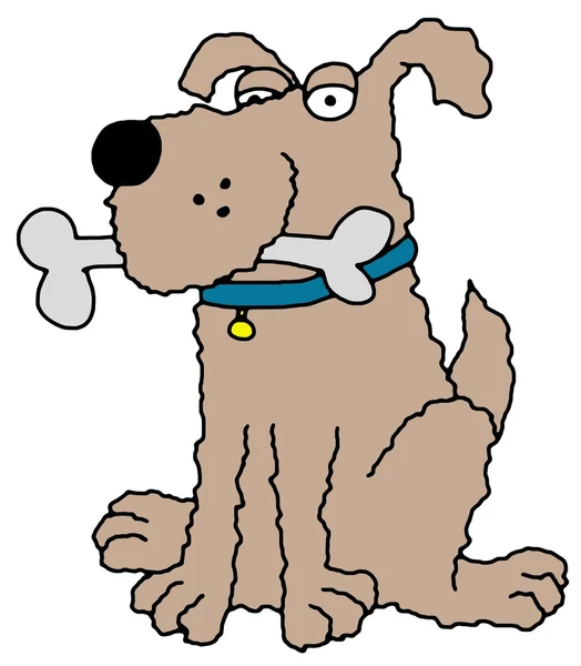Shaggy dog — Stock Photo, Image