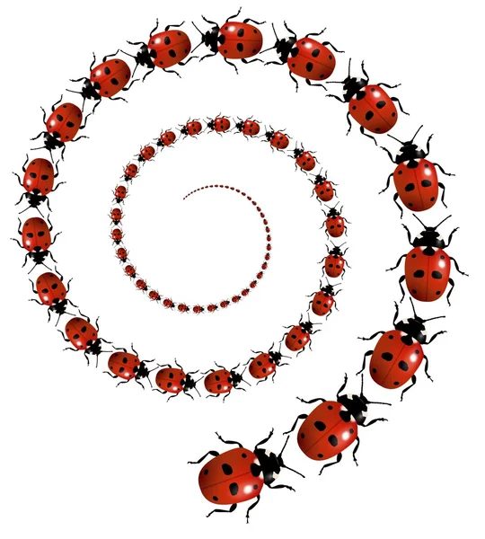 Ladybird Spiral — Stockfoto