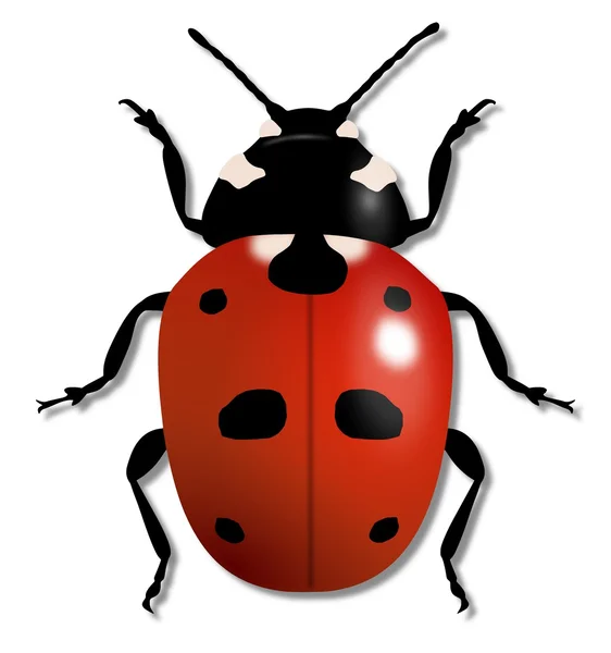 Ladybird Illustration — Stock Photo, Image