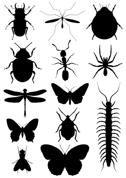 Insectos —  Fotos de Stock