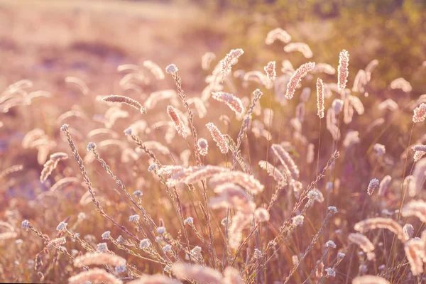 Güneşli çayır — Stok fotoğraf