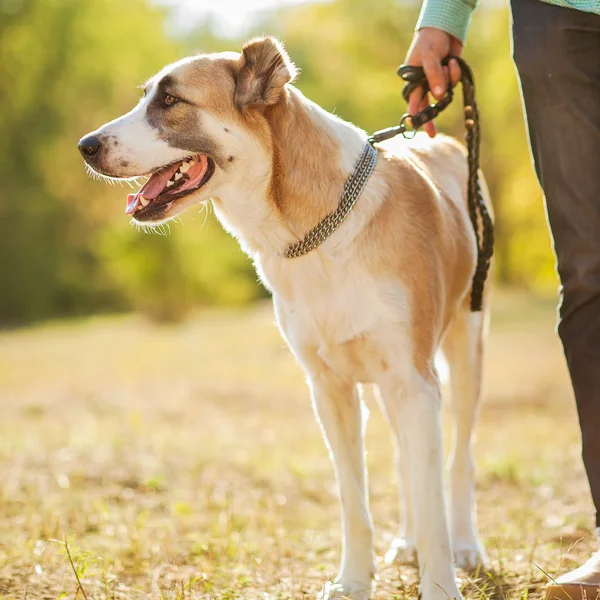 Man en hond — Stockfoto