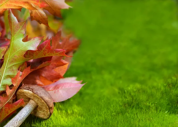 Foglie di quercia autunnale e fungo sul muschio . — Foto Stock